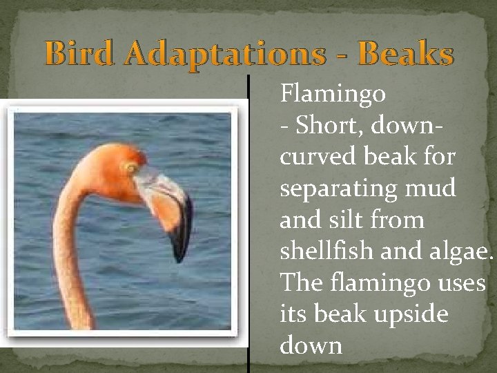 Bird Adaptations - Beaks Flamingo - Short, downcurved beak for separating mud and silt
