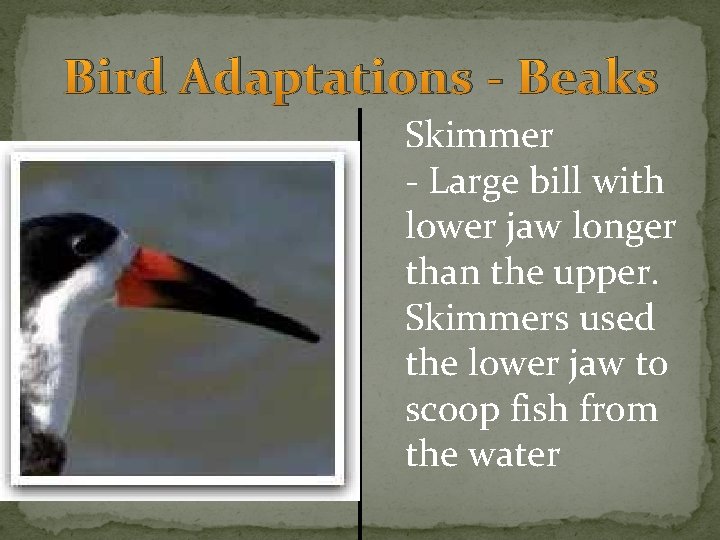 Bird Adaptations - Beaks Skimmer - Large bill with lower jaw longer than the