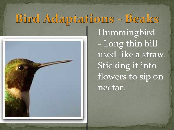 Bird Adaptations - Beaks Hummingbird - Long thin bill used like a straw. Sticking