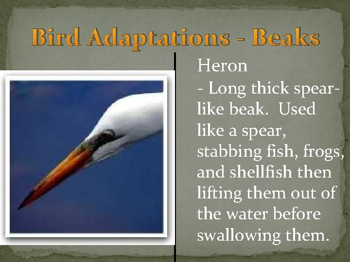 Bird Adaptations - Beaks Heron - Long thick spear- like beak. Used like a