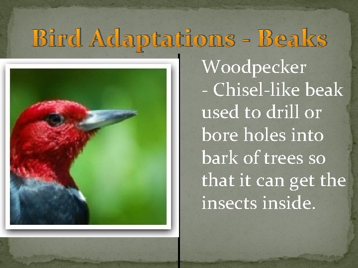 Bird Adaptations - Beaks Woodpecker - Chisel-like beak used to drill or bore holes