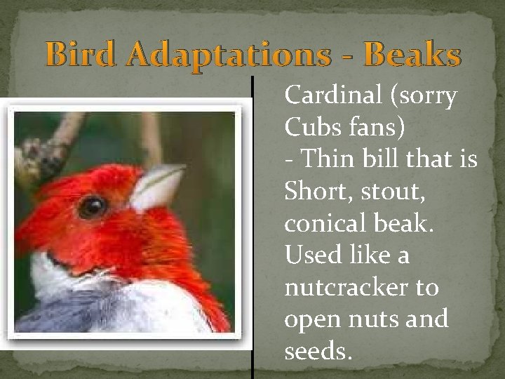 Bird Adaptations - Beaks Cardinal (sorry Cubs fans) - Thin bill that is Short,