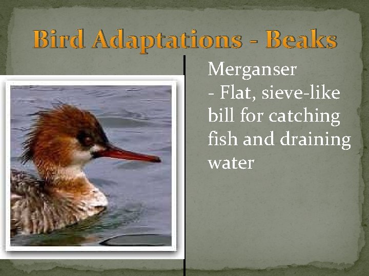 Bird Adaptations - Beaks Merganser - Flat, sieve-like bill for catching fish and draining