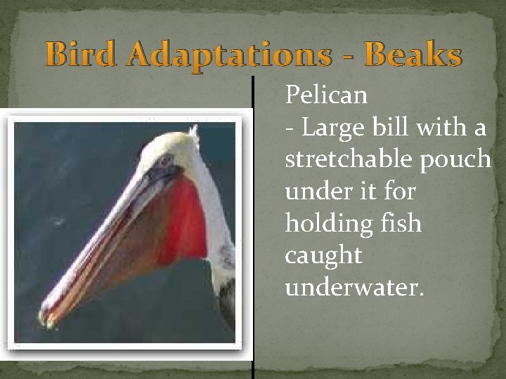 Bird Adaptations - Beaks Pelican - Large bill with a stretchable pouch under it