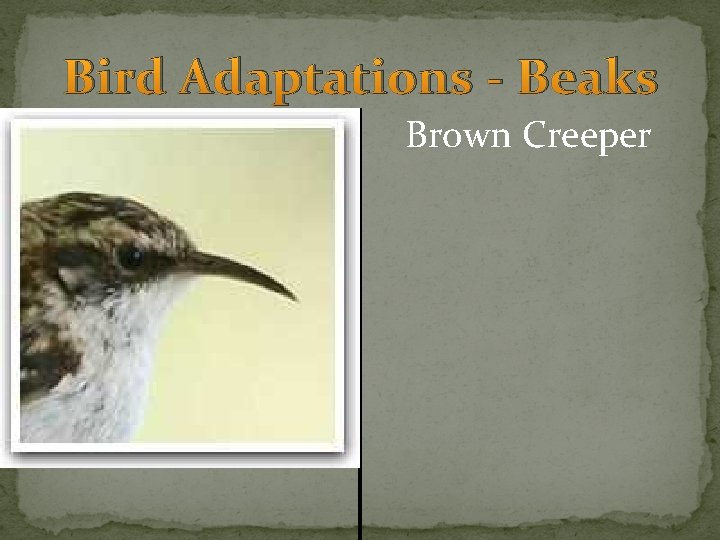 Bird Adaptations - Beaks Brown Creeper 