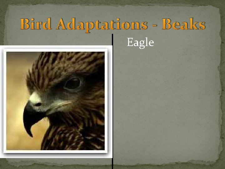 Bird Adaptations - Beaks Eagle 
