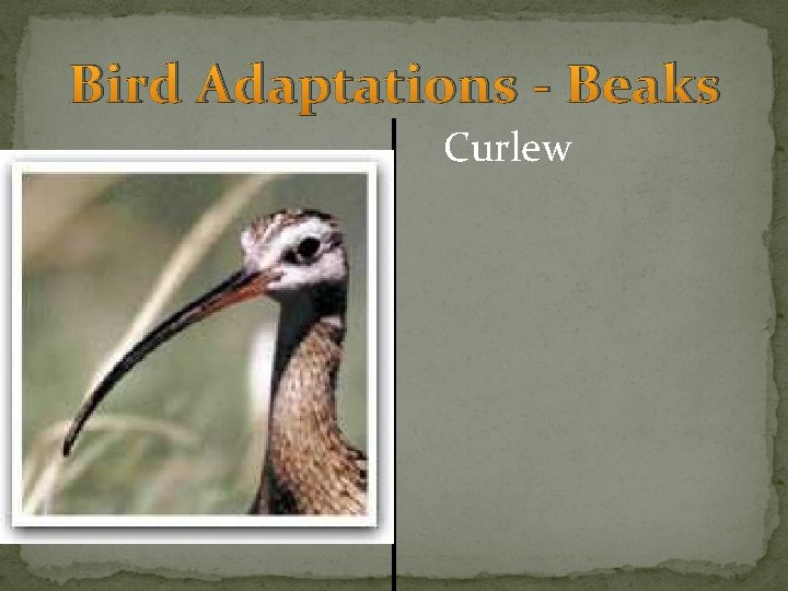 Bird Adaptations - Beaks Curlew 