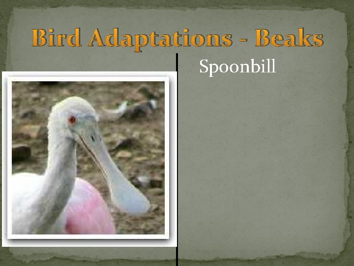 Bird Adaptations - Beaks Spoonbill 