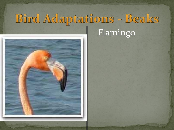 Bird Adaptations - Beaks Flamingo 