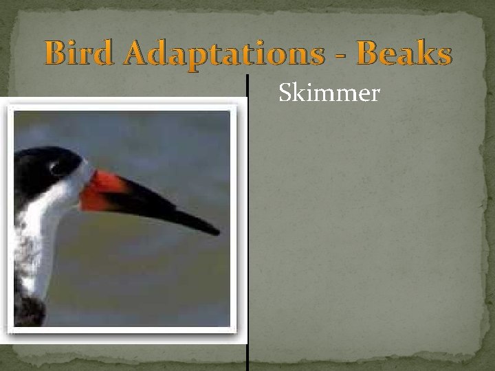 Bird Adaptations - Beaks Skimmer 