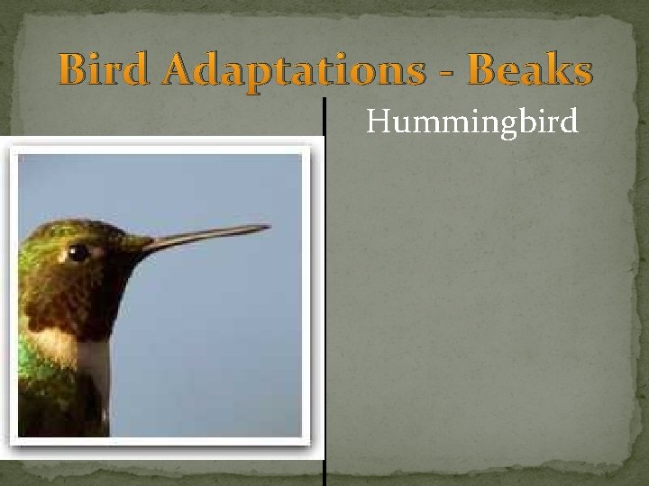 Bird Adaptations - Beaks Hummingbird 