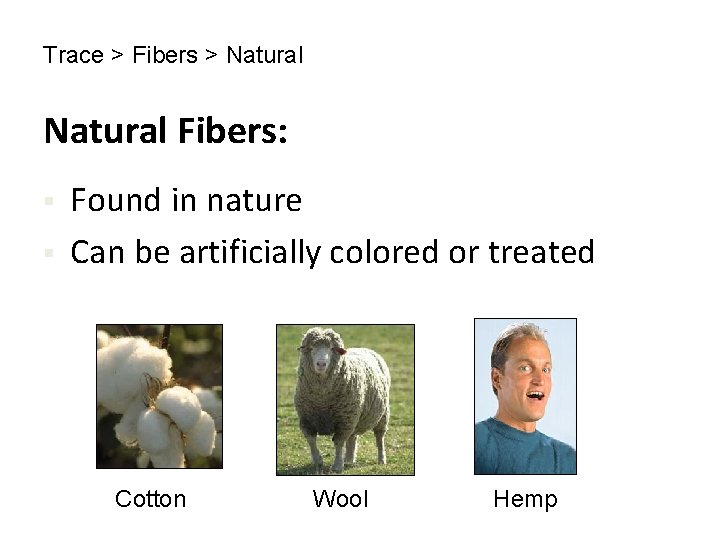 Trace > Fibers > Natural Fibers: § § Found in nature Can be artificially