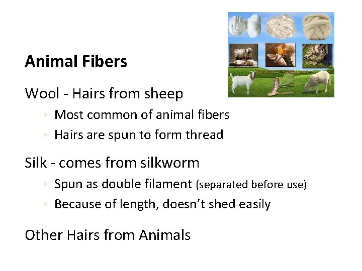 Animal Fibers Wool - Hairs from sheep Most common of animal fibers § Hairs