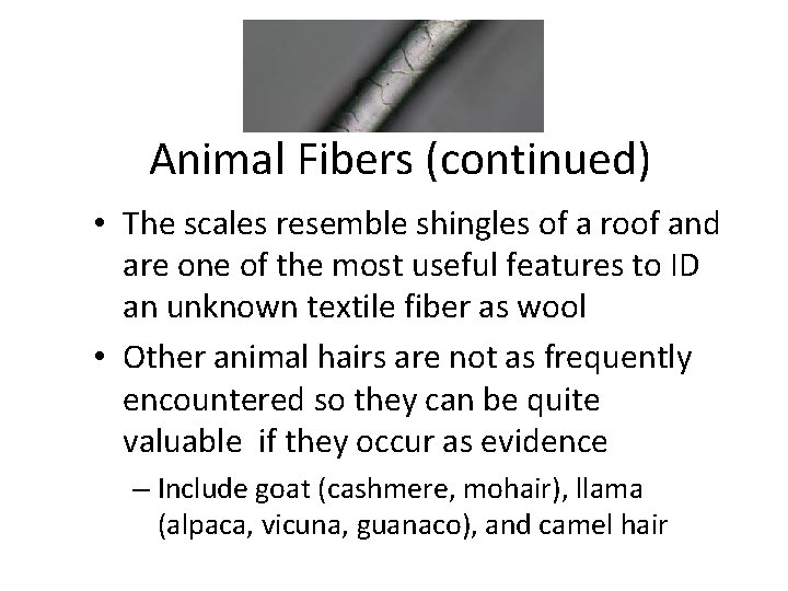 Animal Fibers (continued) • The scales resemble shingles of a roof and are one