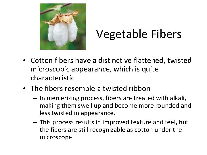 Vegetable Fibers • Cotton fibers have a distinctive flattened, twisted microscopic appearance, which is