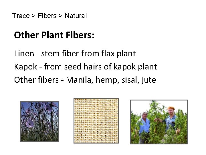 Trace > Fibers > Natural Other Plant Fibers: Linen - stem fiber from flax