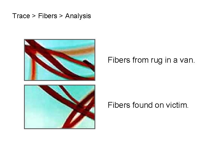Trace > Fibers > Analysis Fibers from rug in a van. Fibers found on