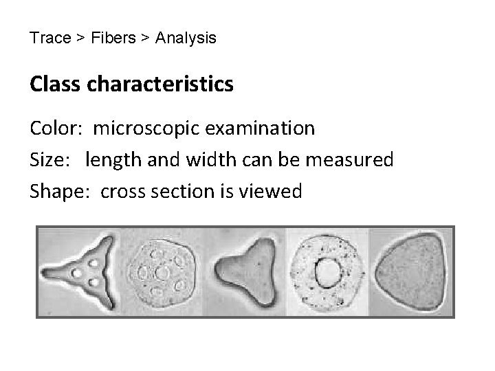 Trace > Fibers > Analysis Class characteristics Color: microscopic examination Size: length and width