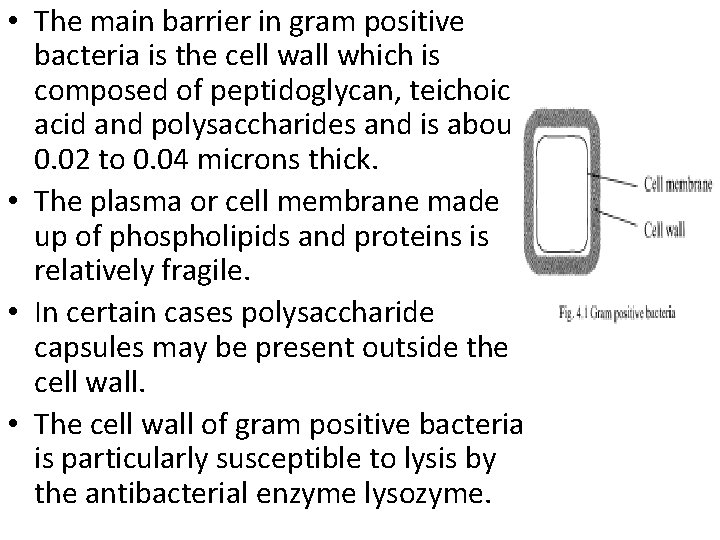  • The main barrier in gram positive bacteria is the cell wall which