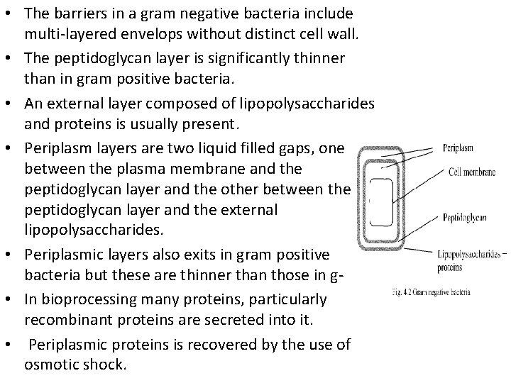  • The barriers in a gram negative bacteria include multi-layered envelops without distinct