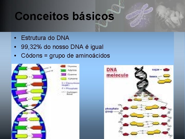 Conceitos básicos • Estrutura do DNA • 99, 32% do nosso DNA é igual