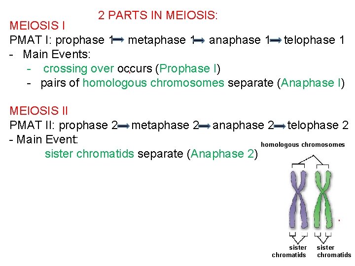 2 PARTS IN MEIOSIS: MEIOSIS I PMAT I: prophase 1 metaphase 1 anaphase 1