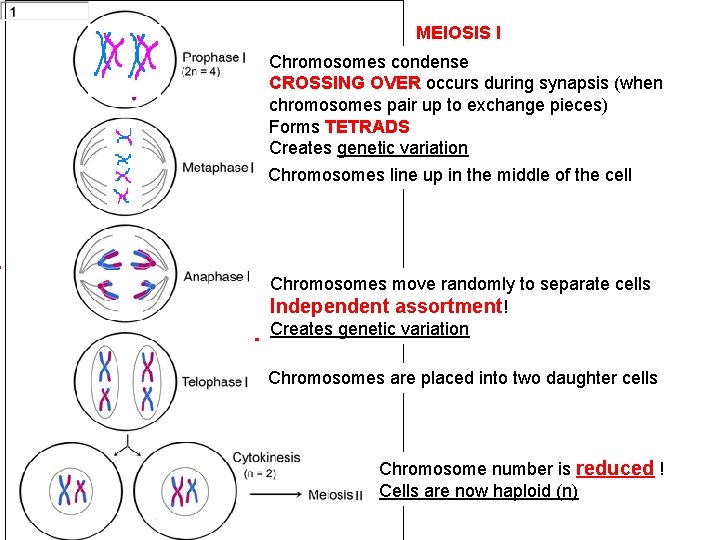 Meiosis I MEIOSIS I Chromosomes condense CROSSING OVER occurs during synapsis (when chromosomes pair