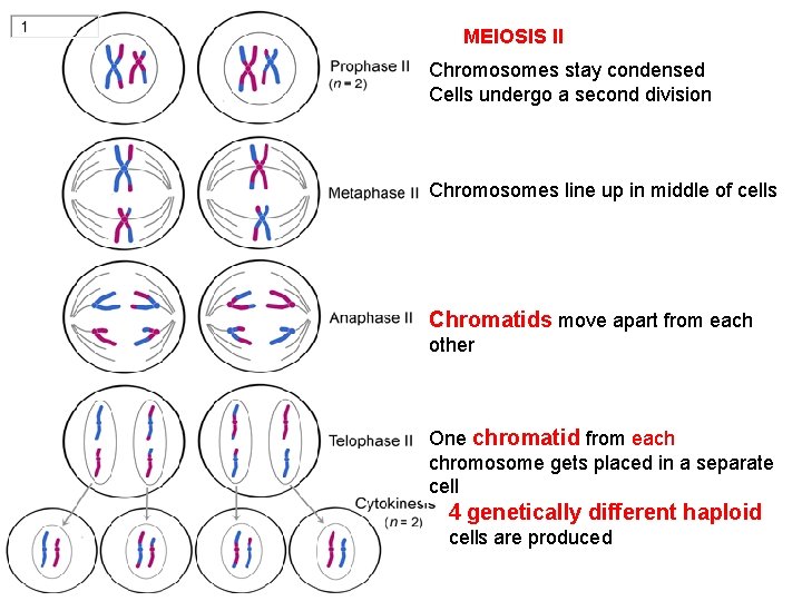 MEIOSIS II Chromosomes stay condensed Cells undergo a second division Chromosomes line up in