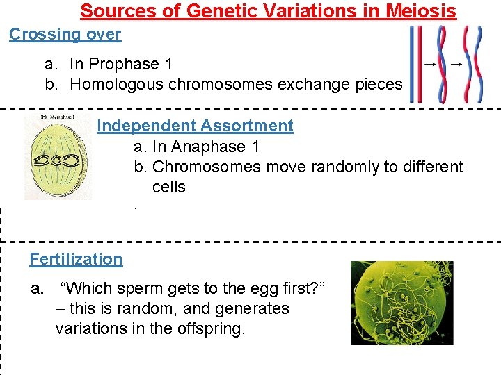 Sources of Genetic Variations in Meiosis Crossing over a. In Prophase 1 b. Homologous