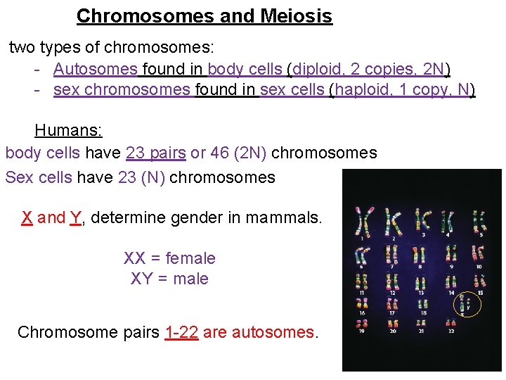 Chromosomes and Meiosis two types of chromosomes: - Autosomes found in body cells (diploid,