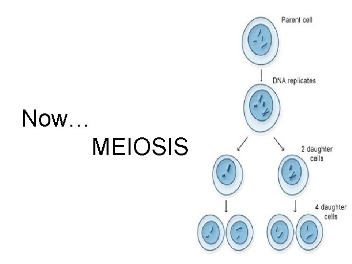 Now… MEIOSIS 