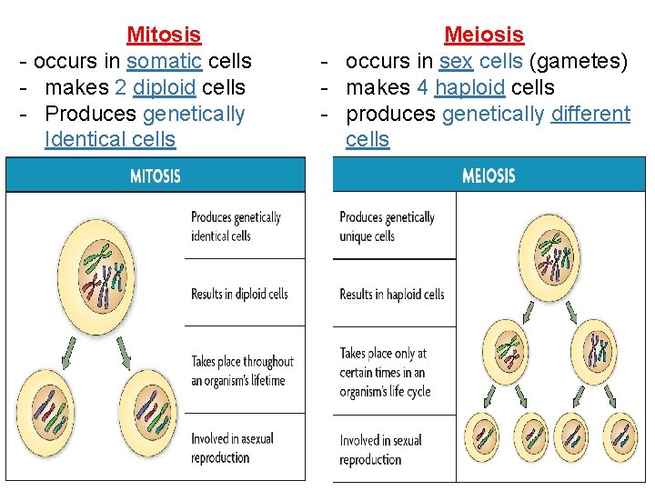 Mitosis - occurs in somatic cells - makes 2 diploid cells - Produces genetically