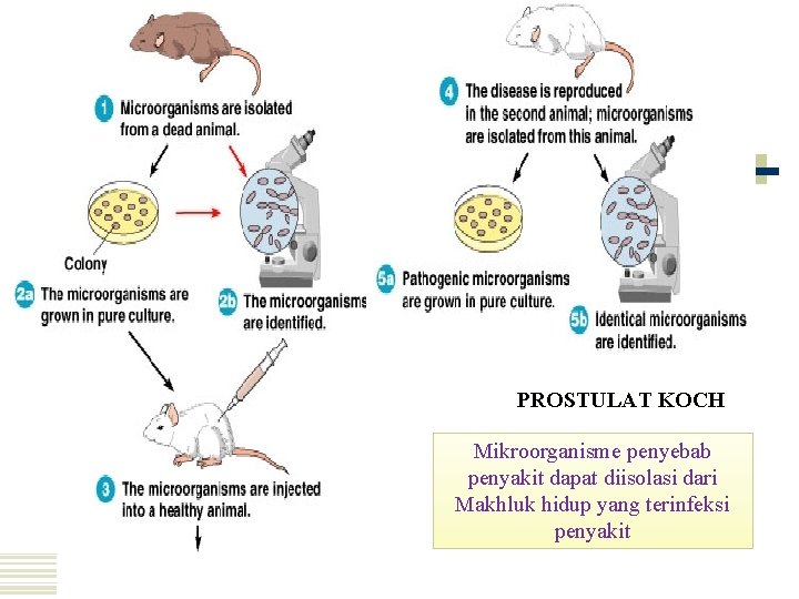 Perkembangan mikrobiologi PROSTULAT KOCH Mikroorganisme penyebab penyakit dapat diisolasi dari Makhluk hidup yang terinfeksi