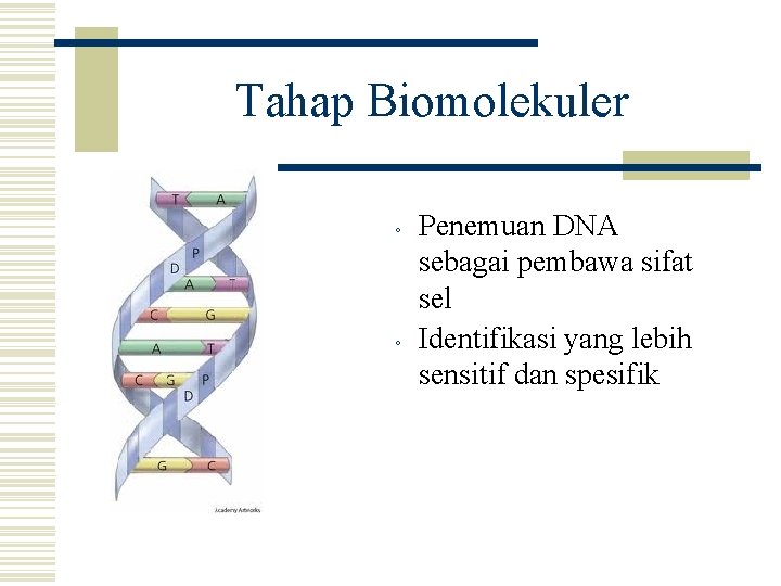 Tahap Biomolekuler ◦ ◦ Penemuan DNA sebagai pembawa sifat sel Identifikasi yang lebih sensitif