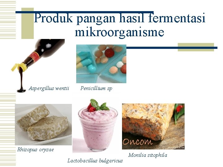 Produk pangan hasil fermentasi mikroorganisme Aspergillus wentii Penicillium sp Rhizopus oryzae Lactobacillus bulgaricus Monilia