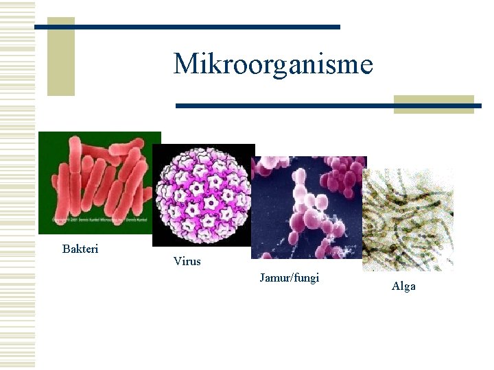 Mikroorganisme Bakteri Virus Jamur/fungi Alga 