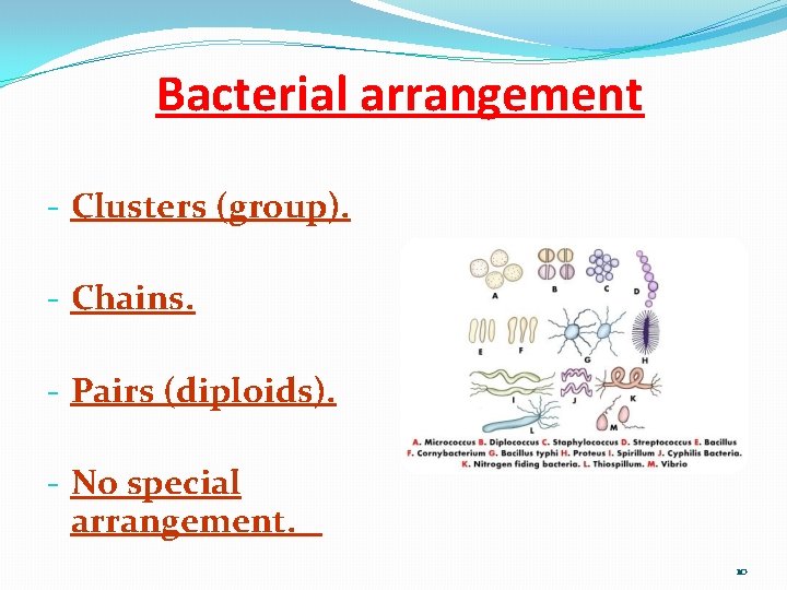 Bacterial arrangement - Clusters (group). - Chains. - Pairs (diploids). - No special arrangement.