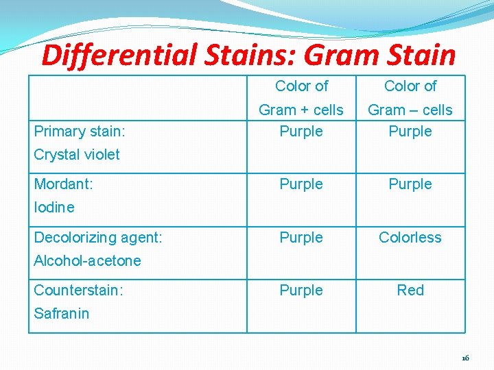 Differential Stains: Gram Stain Primary stain: Color of Gram + cells Purple Gram –