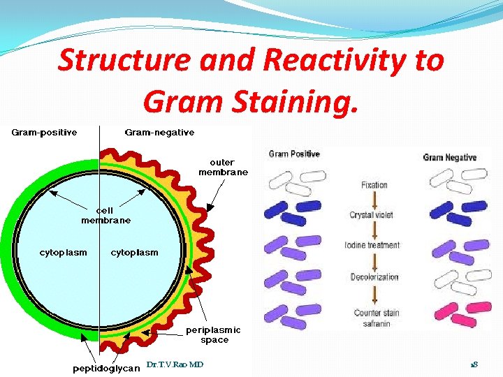Structure and Reactivity to Gram Staining. Dr. T. V. Rao MD 18 