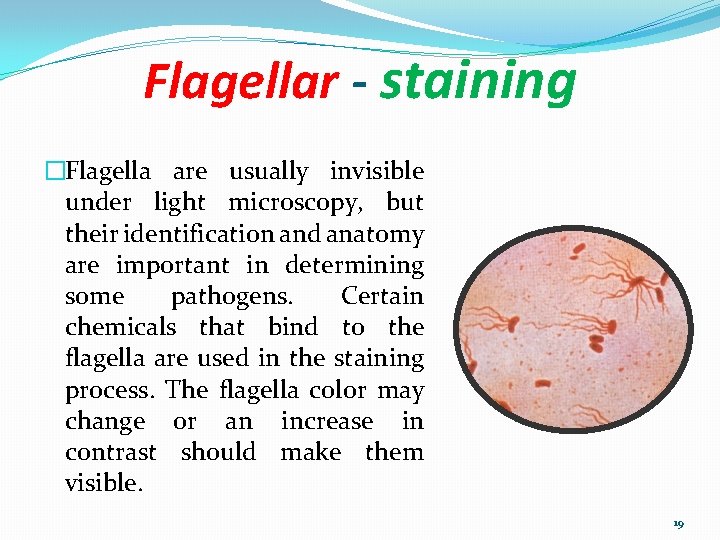 Flagellar - staining �Flagella are usually invisible under light microscopy, but their identification and