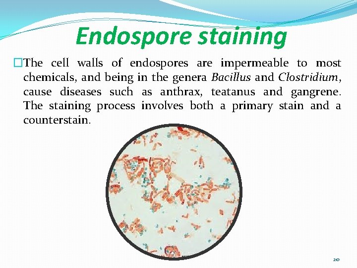 Endospore staining �The cell walls of endospores are impermeable to most chemicals, and being
