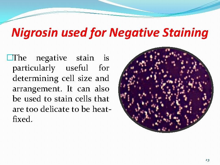 Nigrosin used for Negative Staining �The negative stain is particularly useful for determining cell