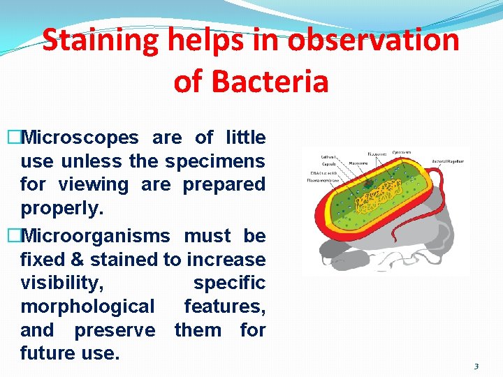 Staining helps in observation of Bacteria �Microscopes are of little use unless the specimens