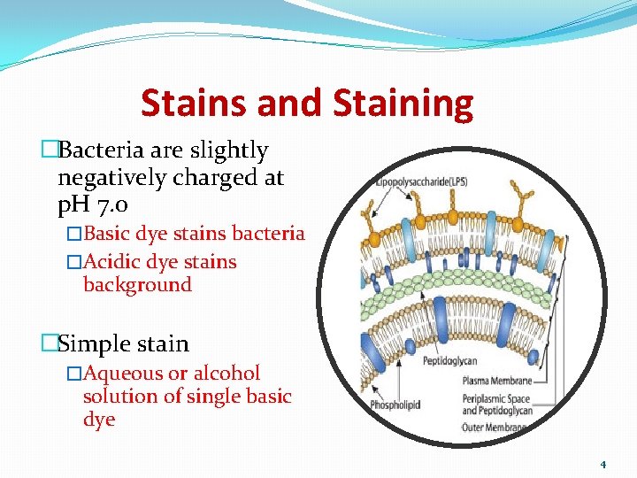 Stains and Staining �Bacteria are slightly negatively charged at p. H 7. 0 �Basic