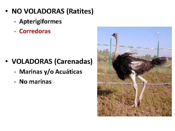  • NO VOLADORAS (Ratites) Tipos de Aves - Apterigiformes - Corredoras • VOLADORAS