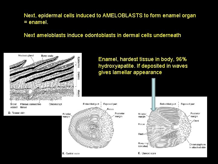 Next, epidermal cells induced to AMELOBLASTS to form enamel organ = enamel. Next ameloblasts