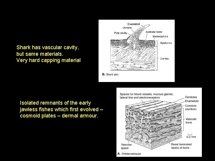 Shark has vascular cavity, but same materials. Very hard capping material Isolated remnants of