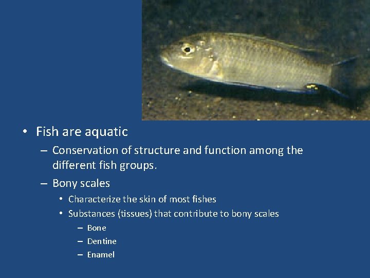  • Fish are aquatic – Conservation of structure and function among the different