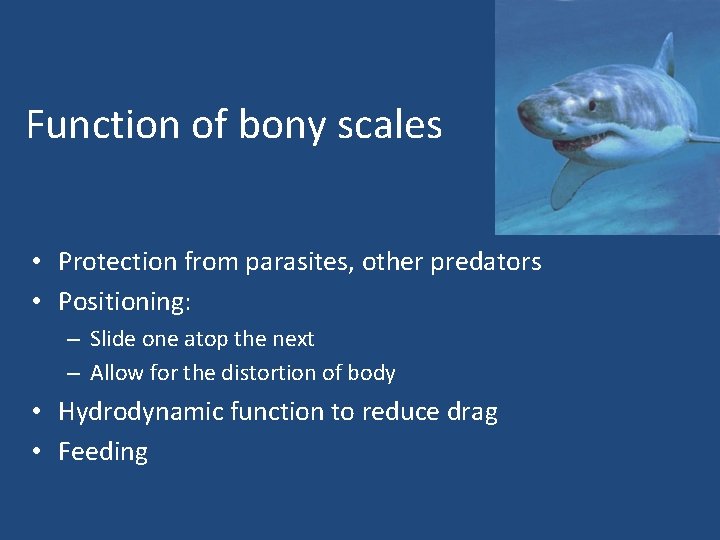 Function of bony scales • Protection from parasites, other predators • Positioning: – Slide