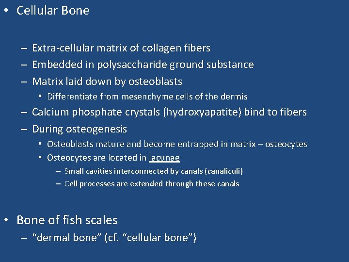  • Cellular Bone – Extra-cellular matrix of collagen fibers – Embedded in polysaccharide
